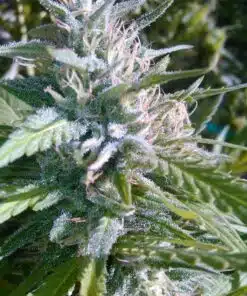 Matanuska Tundra Feminized Cannabis Seeds | Matanuska Tundra Strain | The Seed Fair