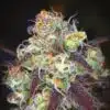 Mochalope Feminized Cannabis Seeds | Mochalope Feminized Strain | The Seed Fair