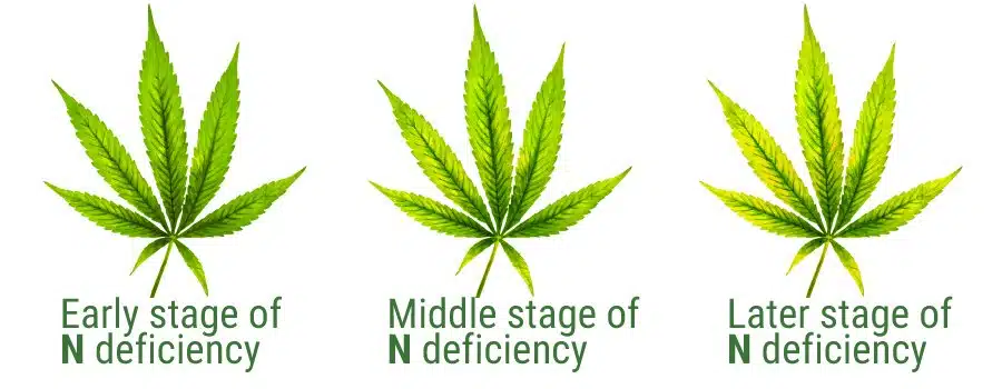 Nitrogen Deficiency During Flowering | How To Deal With It In Cannabis | The Seed Fair