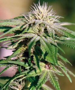 Northern Critical Feminized Cannabis Seeds | Northern Critical Strain | The Seed Fair