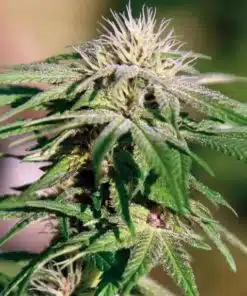 Northern Critical Feminized Cannabis Seeds | Northern Critical Strain | The Seed Fair