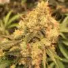 Orange Skunk Feminized Cannabis Seeds | Orange Skunk Strain | The Seed Fair