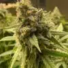 Pineapple Haze Feminized Cannabis Seeds | Pineapple Haze Strain | The Seed Fair