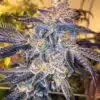 Platinum Cookies Feminized Cannabis Seeds | Platinum Cookies Strain | The Seed Fair