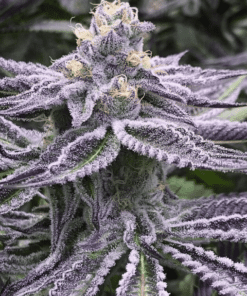 Purple Punch Feminized Cannabis Seeds | Purple Punch Strain | The Seed Fair