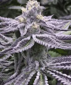 Purple Punch Feminized Cannabis Seeds | Purple Punch Strain | The Seed Fair