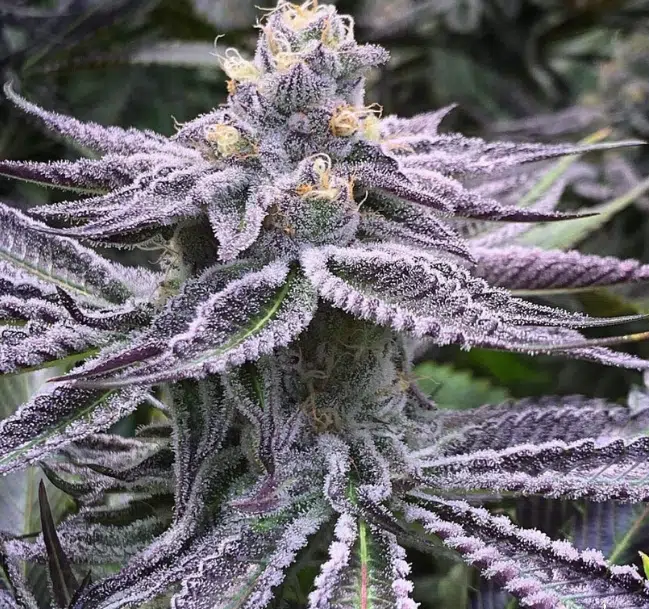 Purple Punch Feminized Cannabis Seeds | Purple Punch Strain | The Seed Fair