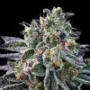 Rosenthal Feminized Cannabis Seeds | Rosenthal Feminized Strain | The Seed Fair