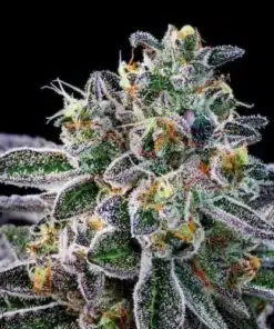 Rosenthal Feminized Cannabis Seeds | Rosenthal Feminized Strain | The Seed Fair