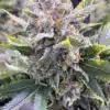 San Fernando Valley Feminized Cannabis Seeds | San Fernando Strain | The Seed Fair