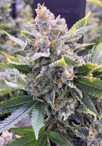 San Fernando Valley Feminized Cannabis Seeds | San Fernando Strain | The Seed Fair