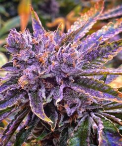 Shishkaberry Feminized Cannabis Seeds | Shishkaberry Feminized Strain | The Seed Fair