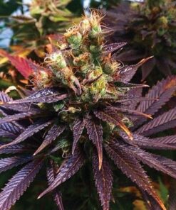 Shishkaberry Punch Feminized Cannabis Seeds | Shishkaberry Punch | The Seed Fair