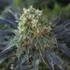 Siberian Snow Feminized Cannabis Seeds | Siberian Snow Strain | The Seed Fair
