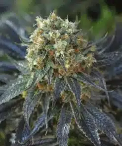 Siberian Snow Feminized Cannabis Seeds | Siberian Snow Strain | The Seed Fair