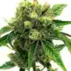 Snow Ripper Feminized Cannabis Seeds | Snow Ripper Strain | The Seed Fair