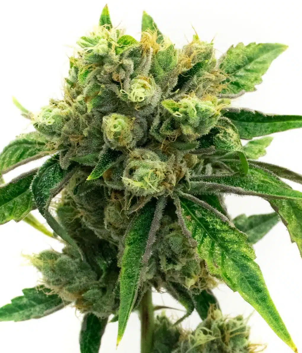 Snow Ripper Feminized Cannabis Seeds | Snow Ripper Strain | The Seed Fair