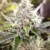Sour Kush Feminized Cannabis Seeds | Sour Kush Strain | The Seed Fair