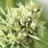 Sour Lemon Feminized Cannabis Seeds | Sour Lemon Strain | The Seed Fair