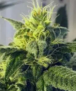 Sour Skies Feminized Cannabis Seeds | Sour Skies Strain | The Seed Fair