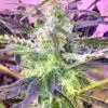 Sugar Black Rose Feminized Cannabis Seeds | Sugar Black Strain | The Seed Fair