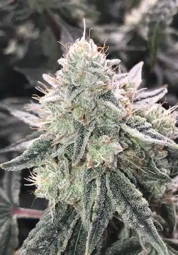 Super Skunk Feminized Cannabis Seeds | Super Skunk Strain | The Seed Fair