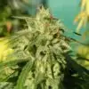 Tijuana Feminized Cannabis Seeds | Tijuana Feminized Strain | The Seed Fair