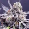 Tropicana Cookies Purple Cannabis Seeds | Tropicana Cookies Strain | The Seed Fair