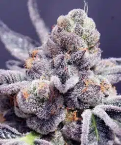 Tropicana Cookies Purple Cannabis Seeds | Tropicana Cookies Strain | The Seed Fair
