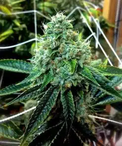 True OG Feminized Cannabis Seeds | True OG Strain | The Seed Fair