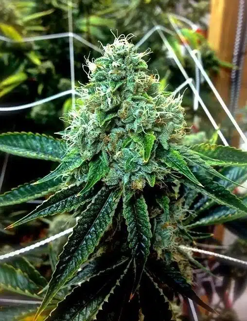 True OG Feminized Cannabis Seeds | True OG Strain | The Seed Fair