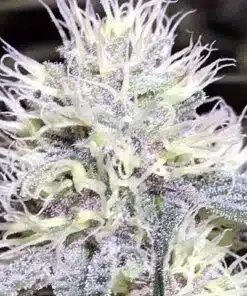 White Amnesia Feminized Cannabis Seeds | White Amnesia Strain | The Seed Fair