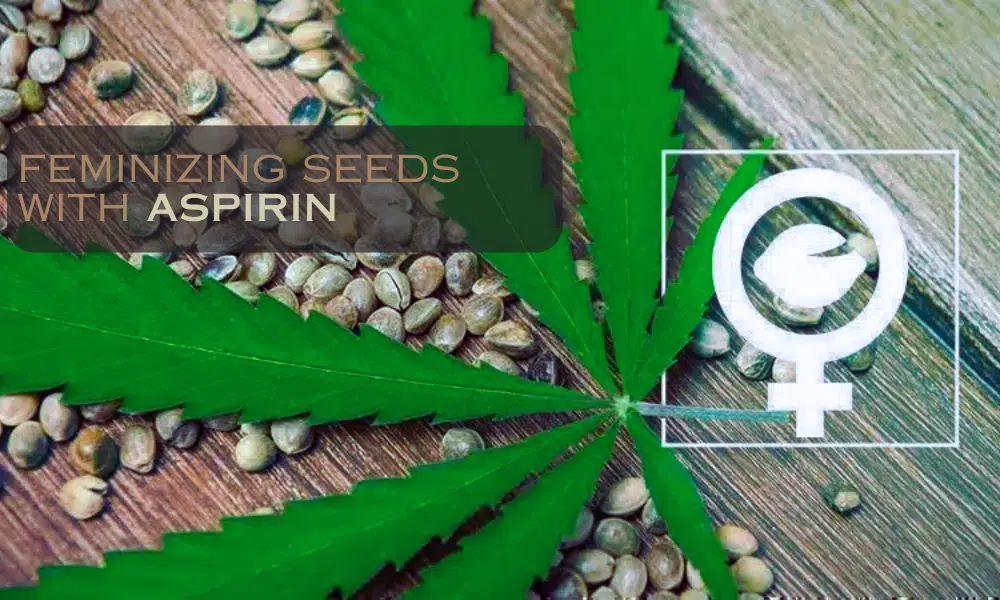 using aspirin for feminized seeds