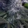 Black Widow Feminized Cannabis Seeds | Black Widow Strain | The Seed Fair