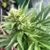 Cheese Feminized Cannabis Seeds | Cheese Strain | The Seed Fair
