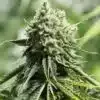 Critical Fast Version Feminized Cannabis Seeds | Critical Fast Strain | The Seed Fair