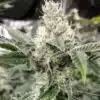 Crystal Feminized Cannabis Seeds | Crystal Feminized Strain | The Seed Fair