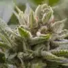Disco Killer Feminized Cannabis Seeds | Disco Killer Strain | The Seed Fair