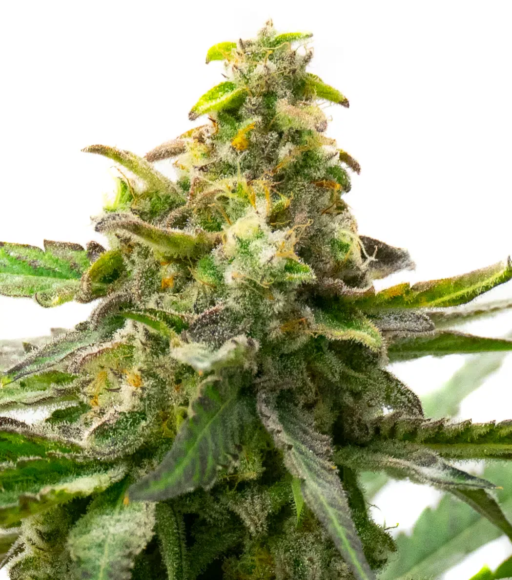 Harpoon Rock Feminized Cannabis Seeds | Harpoon Rock Strain | The Seed Fair