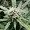 Hektol Feminized Cannabis Seeds | Hektol Feminized Strain | The Seed Fair