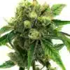 Snow Ripper Feminized Cannabis Seeds | Snow Ripper Strain | The Seed Fair