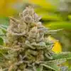Stardawg Feminized Cannabis Seeds | Stardawg Feminized Strain | The Seed Fair