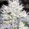 White Amnesia Feminized Cannabis Seeds | White Amnesia Strain | The Seed Fair