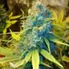 13 Dawgs Feminized Cannabis Seeds | 13 Dawgs Strain | The Seed Fair