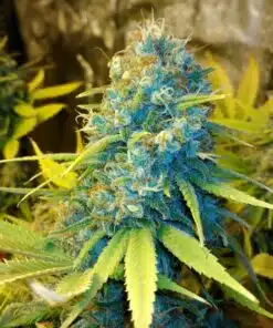 13 Dawgs Feminized Cannabis Seeds | 13 Dawgs Strain | The Seed Fair