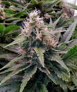 24k Gold Feminized Cannabis Seeds | 24K Gold Strain | The Seed Fair