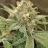 3 Kings Feminized Cannabis Seeds | 3 Kings Strain | The Seed Fair