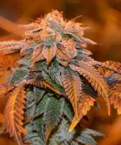 3X Crazy Feminized Cannabis Seeds | 3X Crazy Strain | The Seed Fair