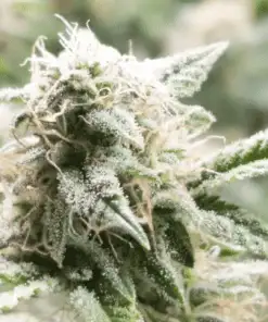 5th Element Feminized Cannabis Seeds | 5th Element Strain | The Seed Fair