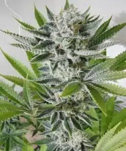 98 Aloha White Widow Feminized Cannabis Seeds | 98 Aloha Strain | The Seed Fair